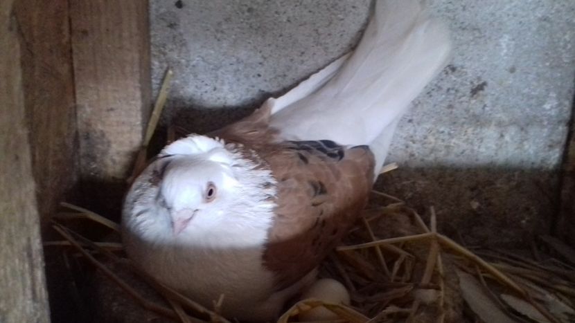  - 2018 jucatori de Amara capaciti