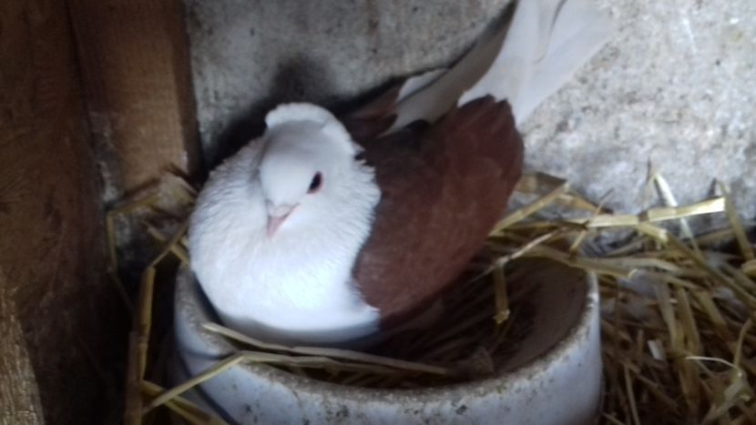  - 2018 jucatori de Amara capaciti