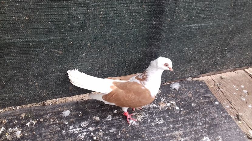  - 2018 jucatori de Amara capaciti