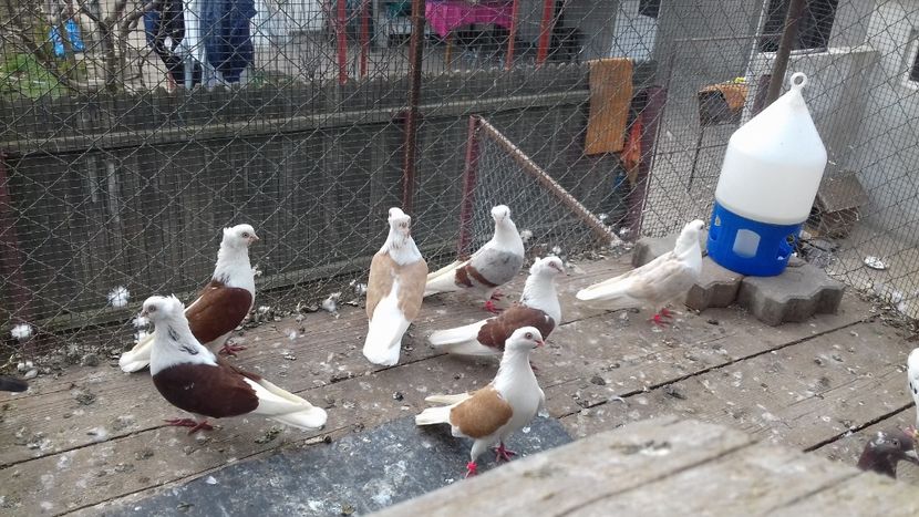  - 2018 jucatori de Amara capaciti