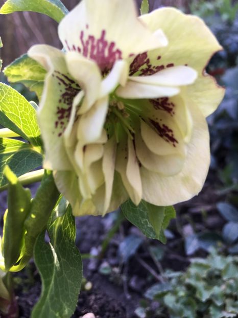 Double Ellen Spotted White - Spanz 2018 24