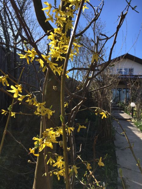 forsytia - Arbuști 2018