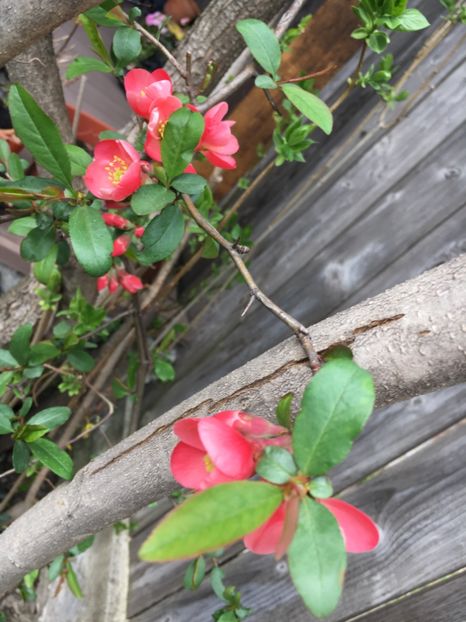 Gutui japonez - Arbuști 2018