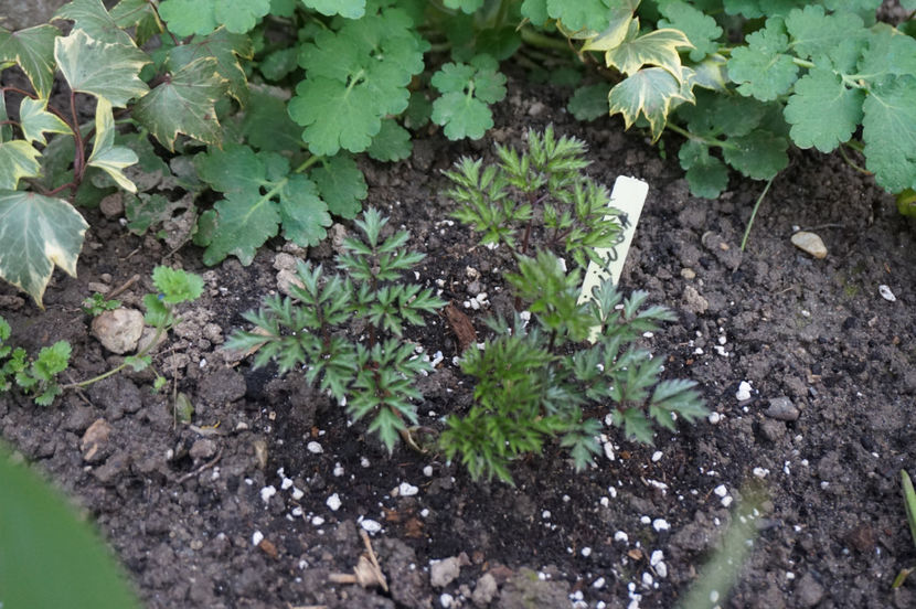 Cimicifuga- noutate in gradina - Aprilie