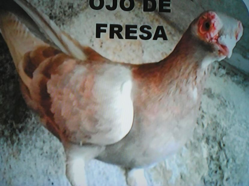  - OJO de FRESA