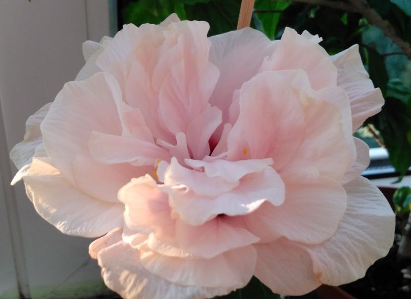  - Clasic dublu - roz pal