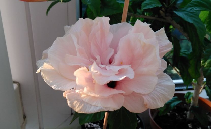  - Clasic dublu - roz pal