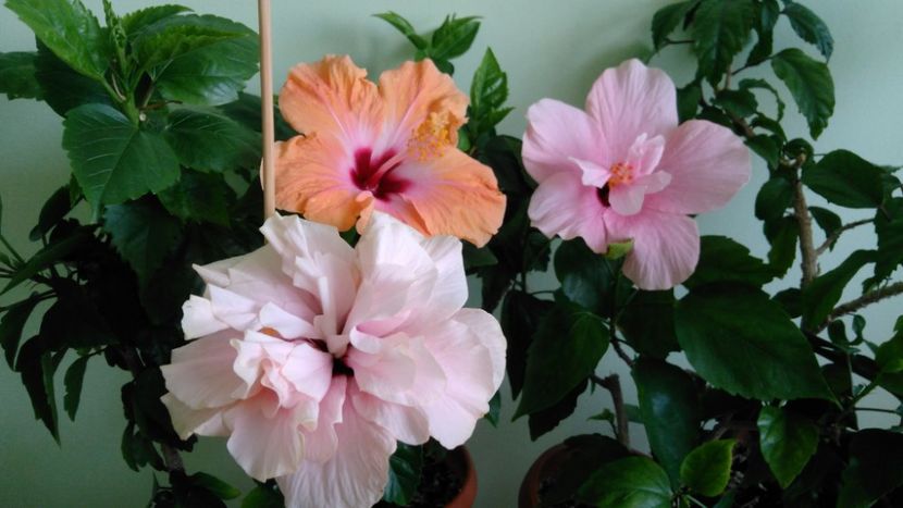  - Clasic dublu - roz pal