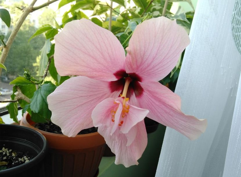 7.07.2017 - Clasic simplu - roz pal