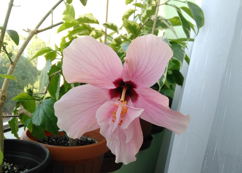  - Clasic simplu - roz pal