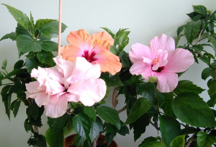  - Clasic simplu - roz pal