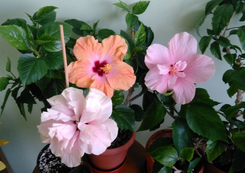  - Clasic simplu - roz pal