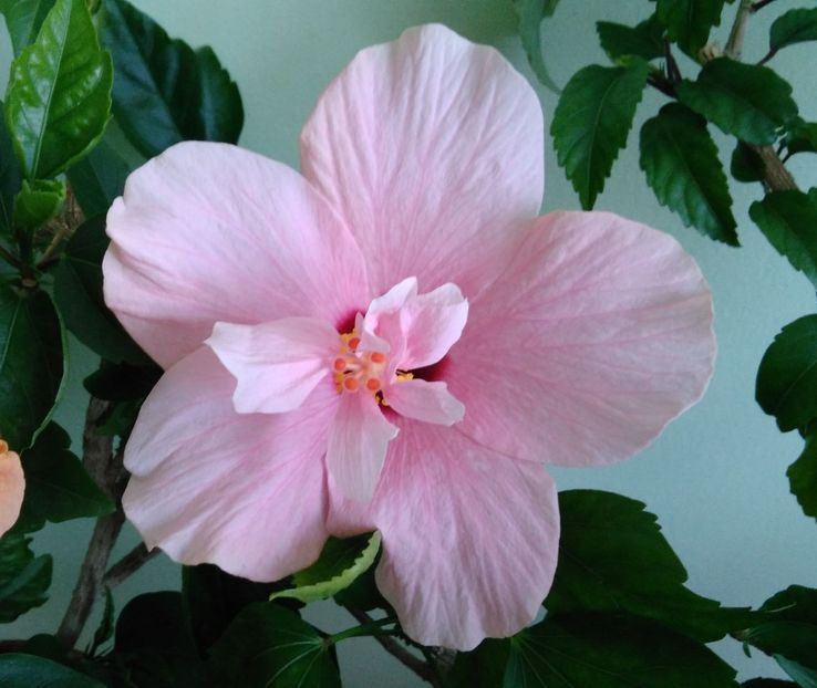 16.08.2017 - Clasic simplu - roz pal