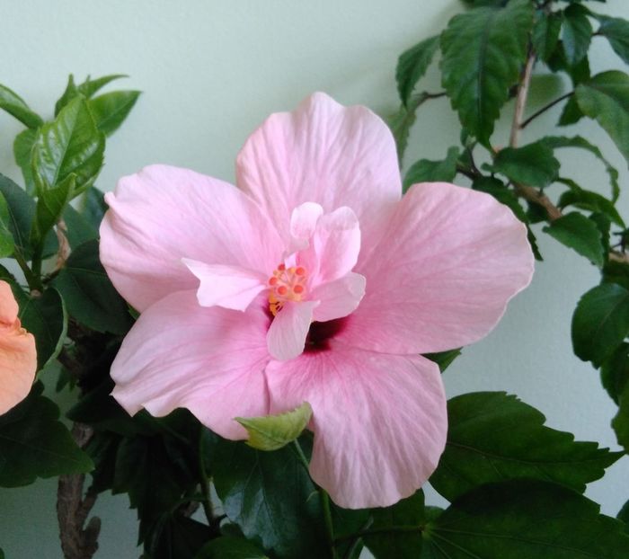  - Clasic simplu - roz pal