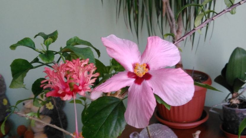 8.12.2017 - Clasic simplu - roz pal