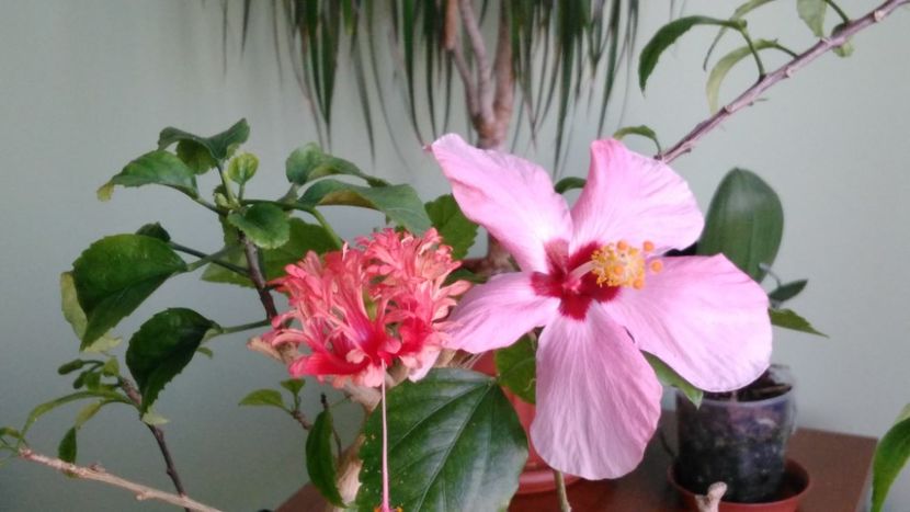  - Clasic simplu - roz pal