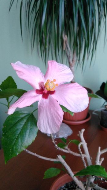  - Clasic simplu - roz pal