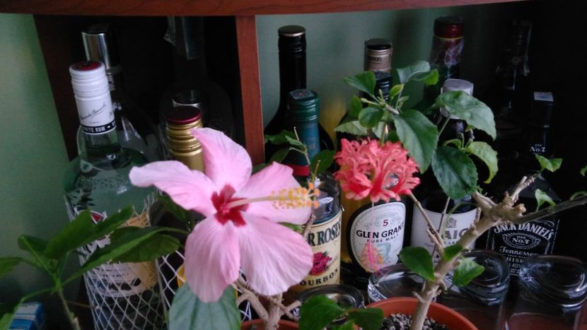  - Clasic simplu - roz pal