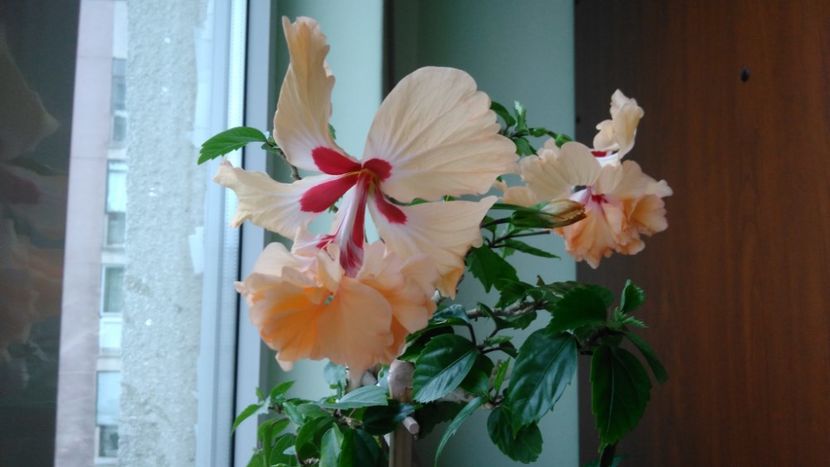  - El Capitolio Sport of Sport