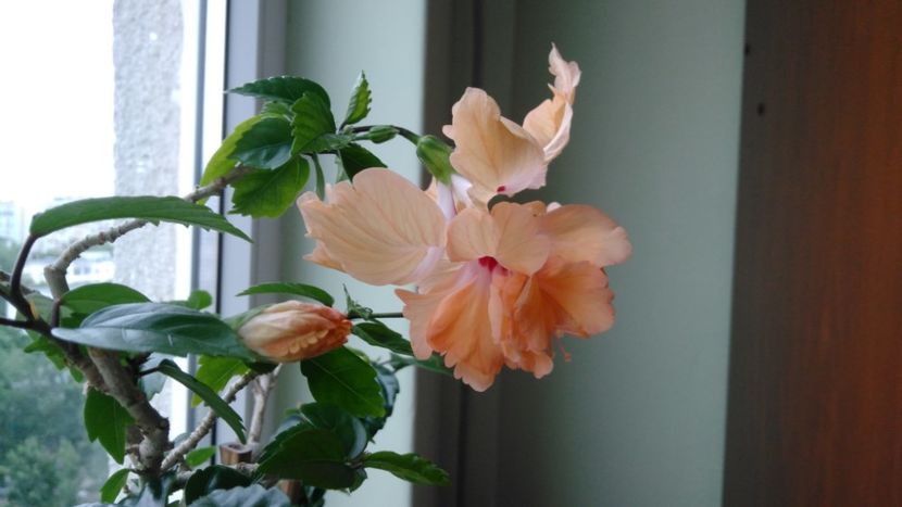  - El Capitolio Sport of Sport