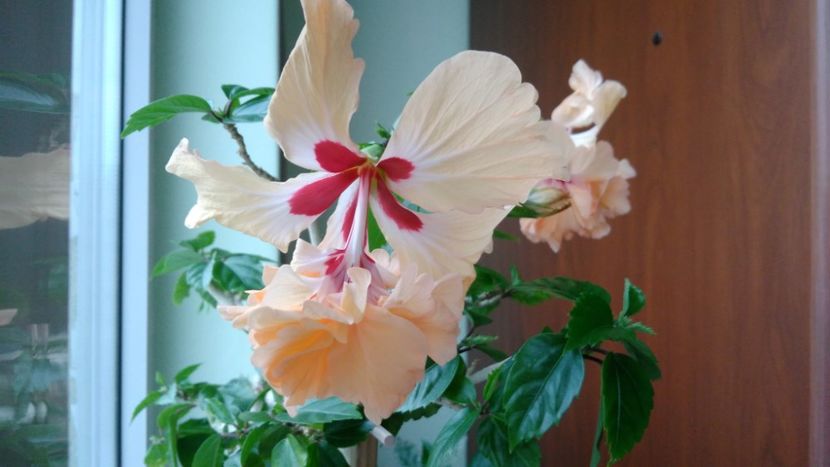  - El Capitolio Sport of Sport