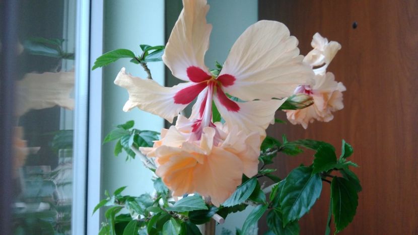  - El Capitolio Sport of Sport