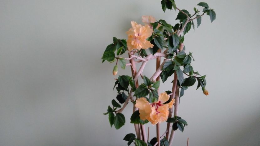  - El Capitolio Sport of Sport