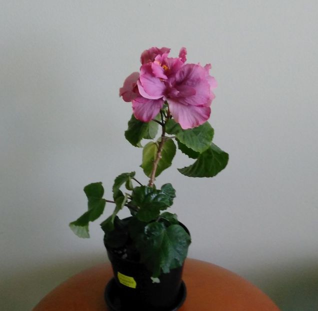  - Exotic Lavender Lady