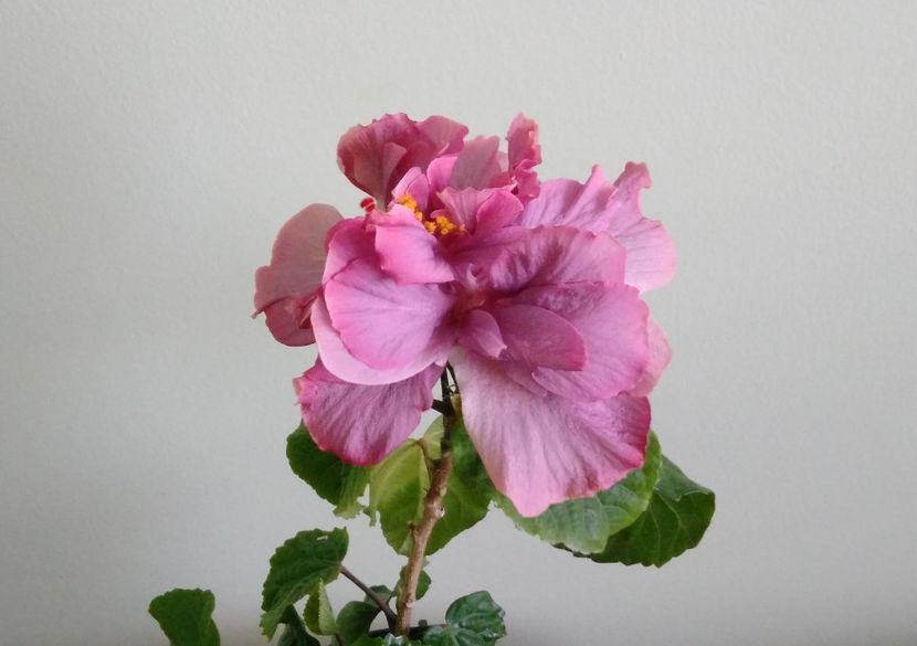  - Exotic Lavender Lady