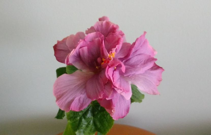  - Exotic Lavender Lady