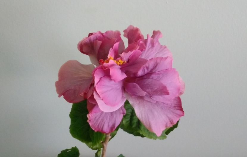  - Exotic Lavender Lady