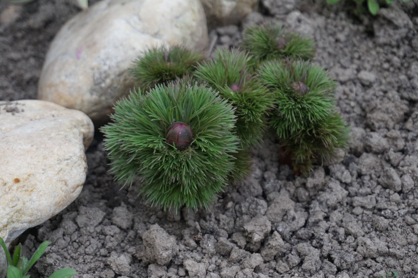 Bujorul de stepă- o bijuterie nouă. Multumesc, Geta! - Aprilie