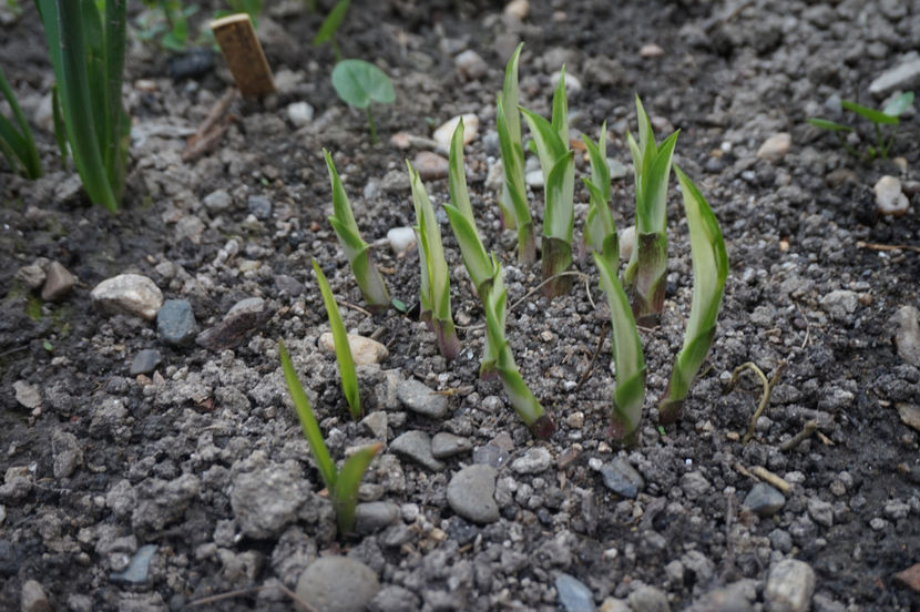 Hosta s-a trezit - Aprilie