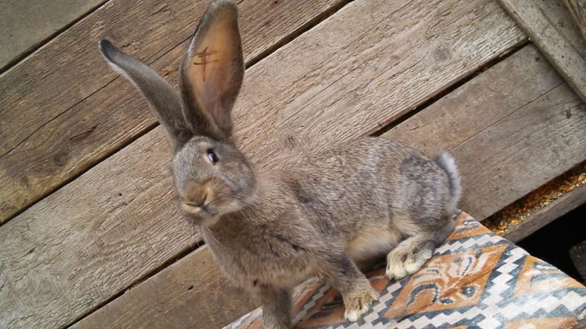 30261736_2054953494824720_2309935477391622144_o - Femela