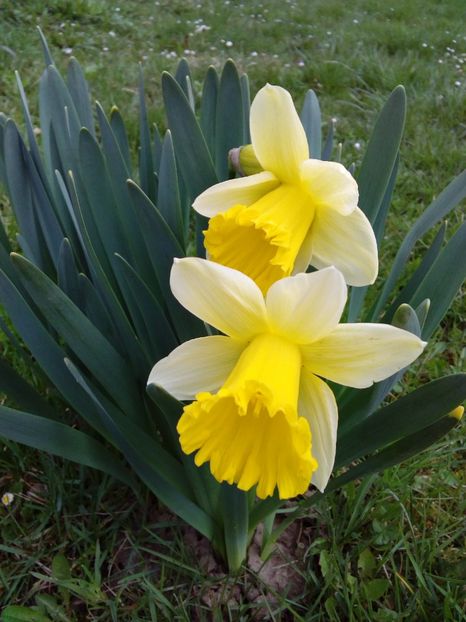  - AAAAA_PRIMAVARA_VARA 2018