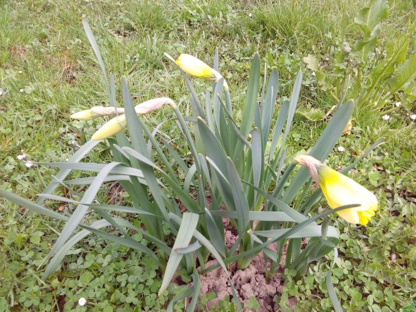  - AAAAA_PRIMAVARA_VARA 2018