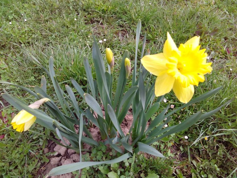  - AAAAA_PRIMAVARA_VARA 2018