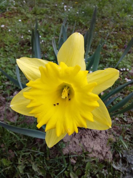  - AAAAA_PRIMAVARA_VARA 2018