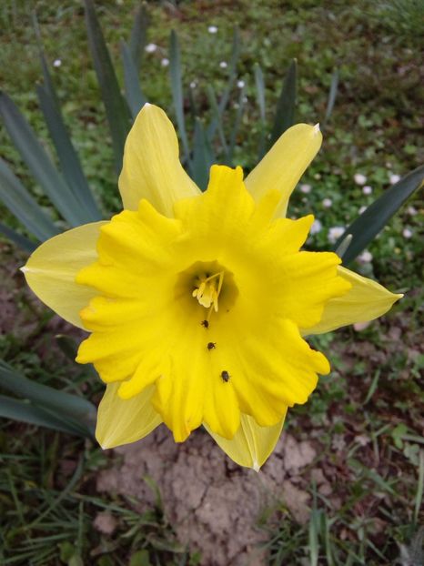  - AAAAA_PRIMAVARA_VARA 2018