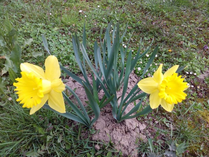  - AAAAA_PRIMAVARA_VARA 2018