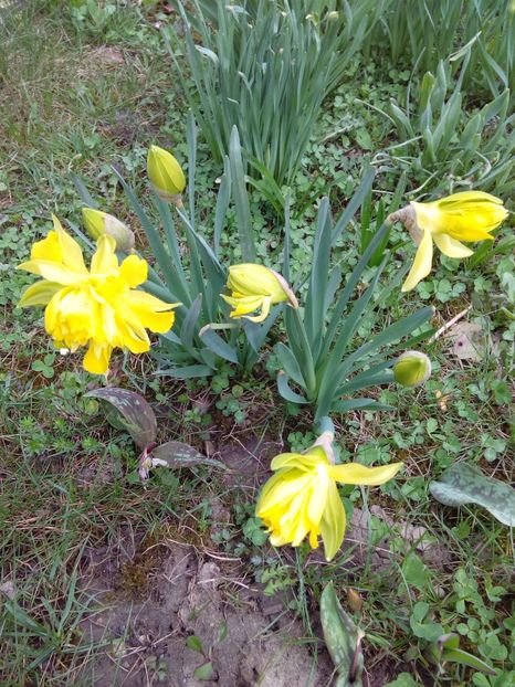  - AAAAA_PRIMAVARA_VARA 2018