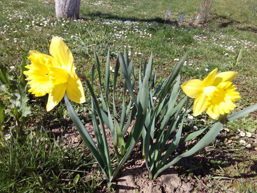  - AAAAA_PRIMAVARA_VARA 2018