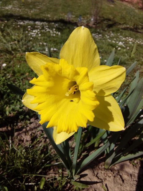  - AAAAA_PRIMAVARA_VARA 2018