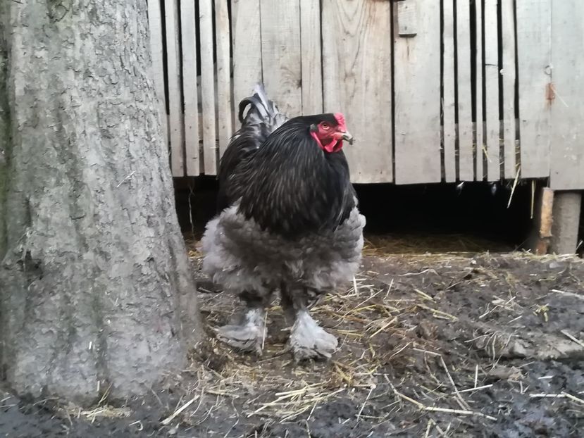  - BRAHMA ALBASTRU 2018