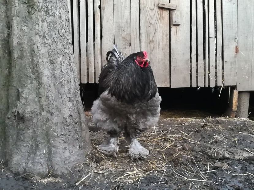  - BRAHMA ALBASTRU 2018