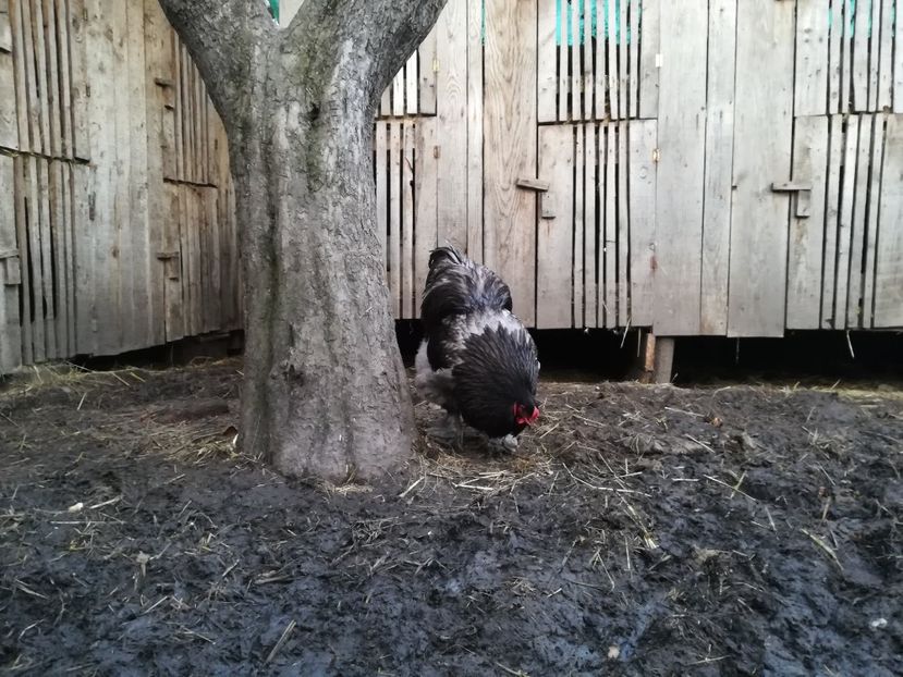  - BRAHMA ALBASTRU 2018