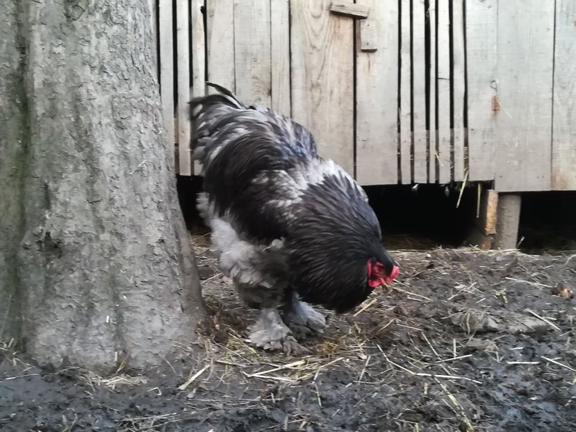  - BRAHMA ALBASTRU 2018