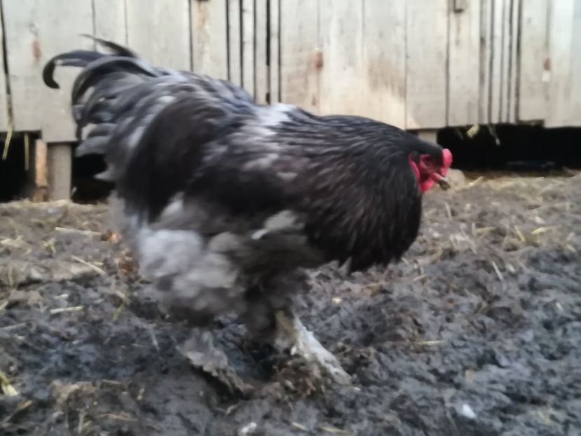  - BRAHMA ALBASTRU 2018