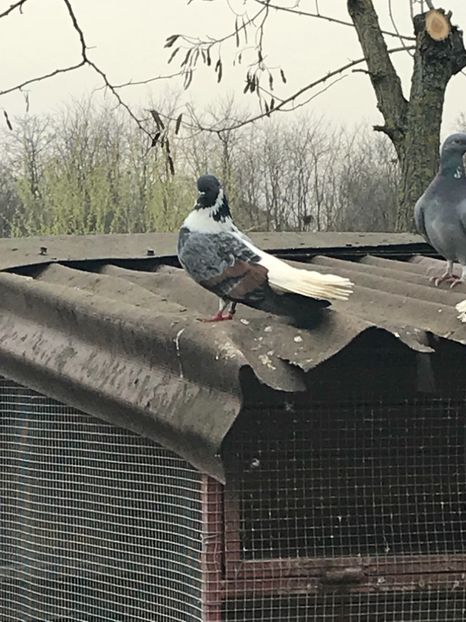 DF3E68CB-4214-411B-8558-80E81816B453 - Vargati codalbi