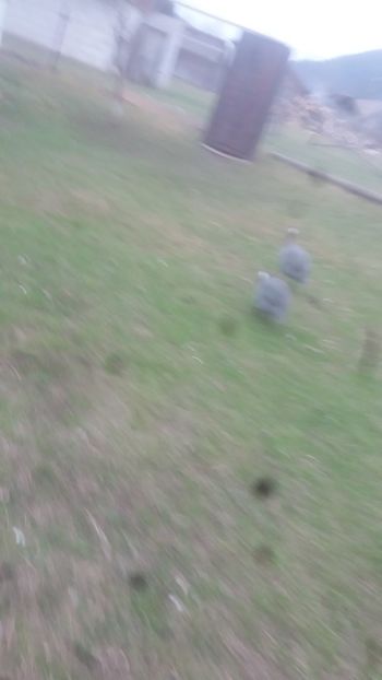 20180406_181257(0) - 05 Arhiva Bibilici - Picheri